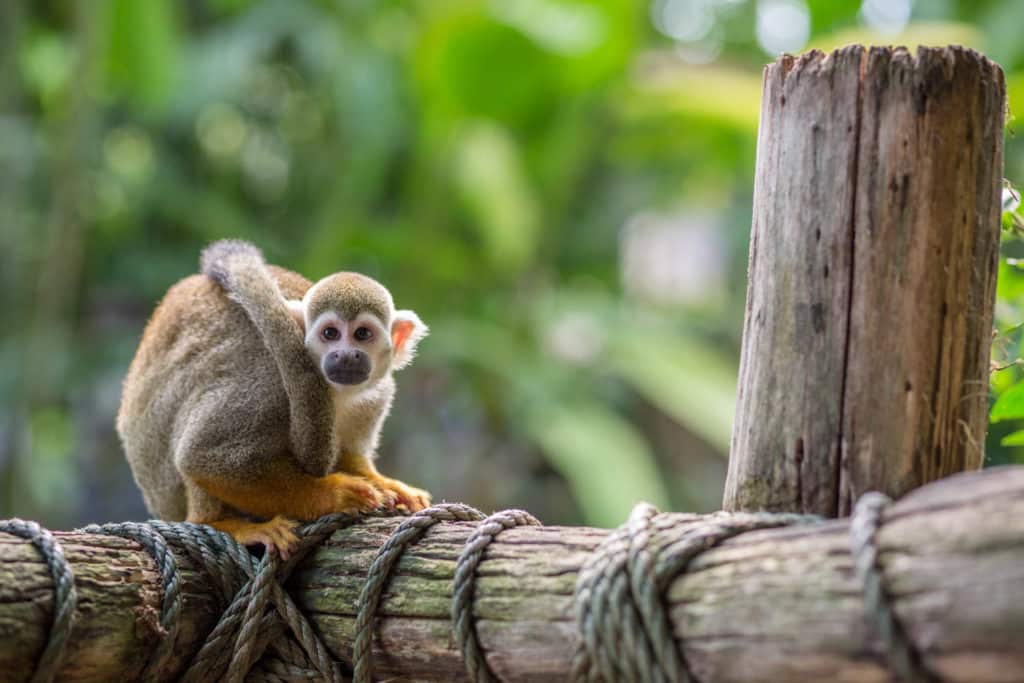 Canon EF 85mm 1.8 Tierfotografie