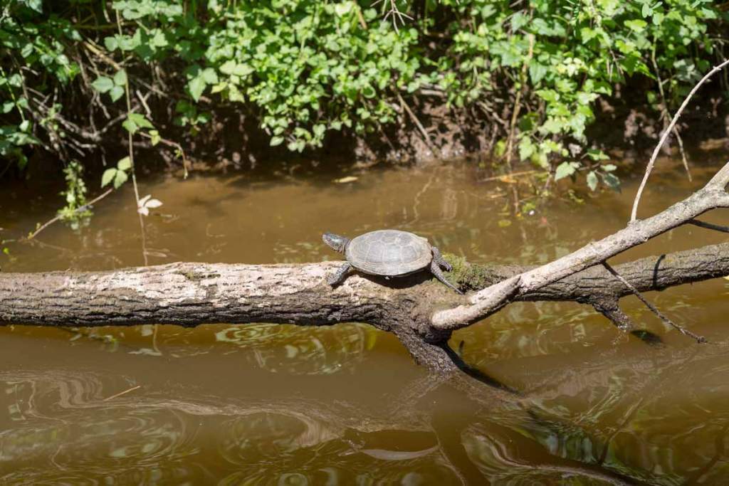 Schildkröte am Ropotamo-Fluss mit 50mm aufgenommen