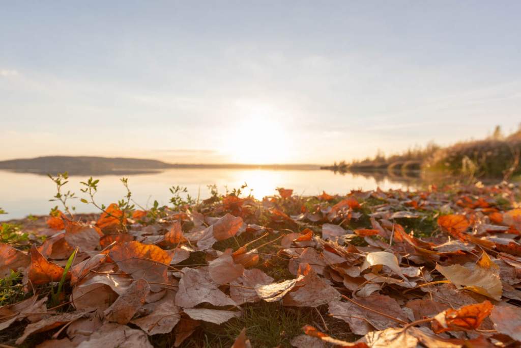 Herbstlaub am See