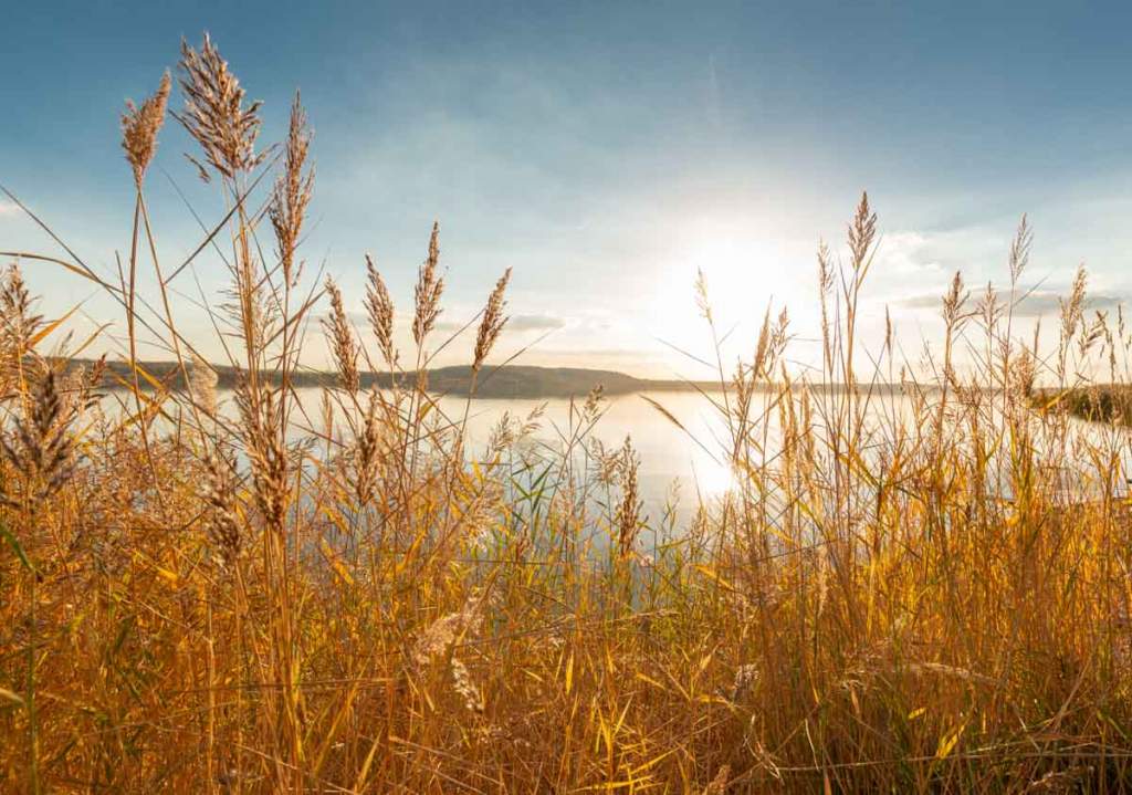 Herbst am Geiseltalsee