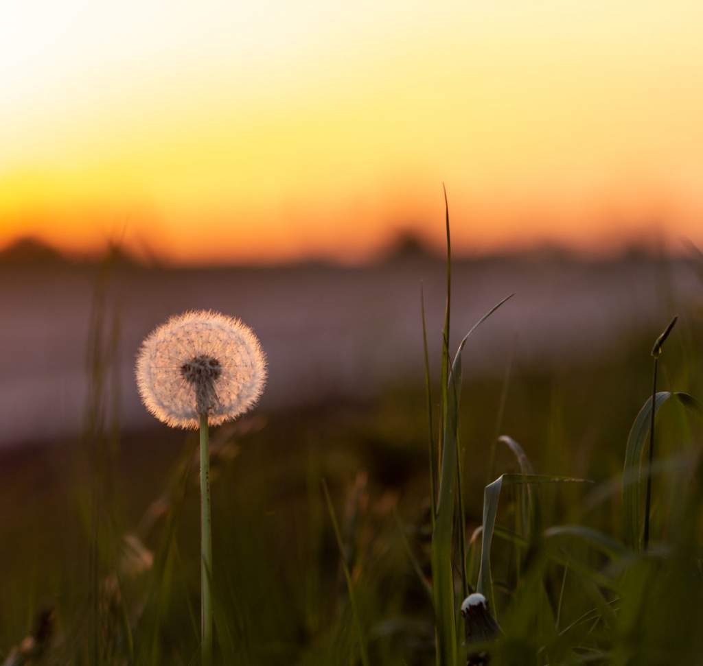 Pusteblume Sonnenuntergang