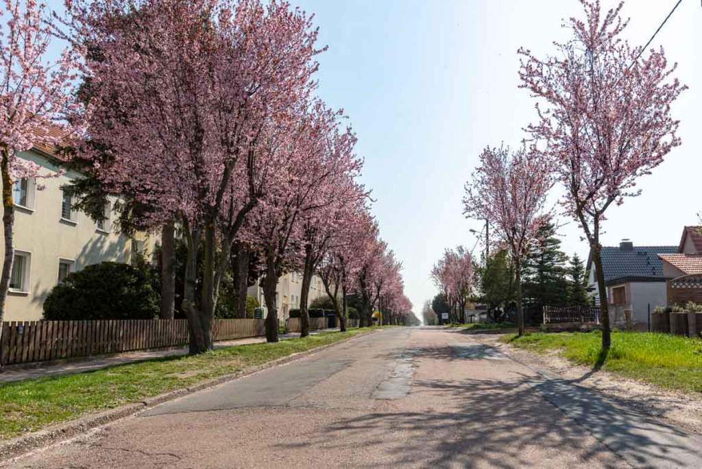 Branderodaer Straße in Mücheln