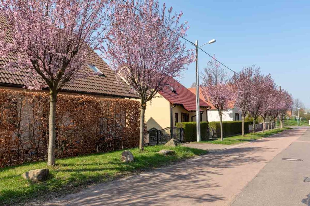In Mücheln blüht es – April 2019