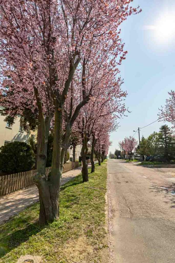 Blüten im Frühling