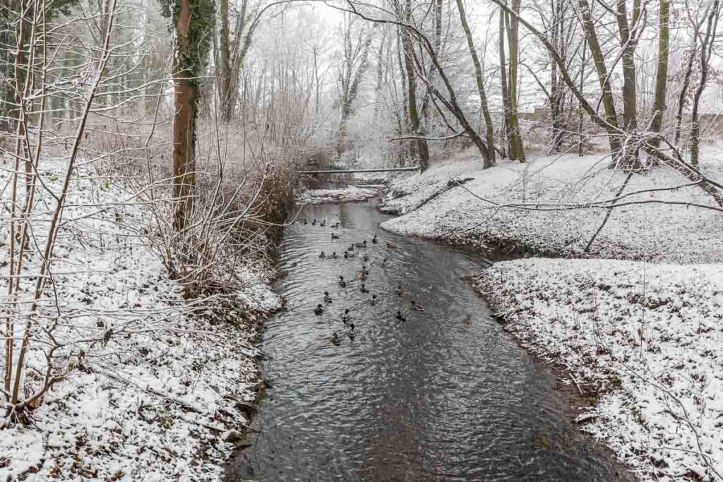 Enten auf der Geisel