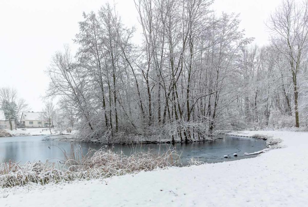 verschneite Bäume am Mühlteich