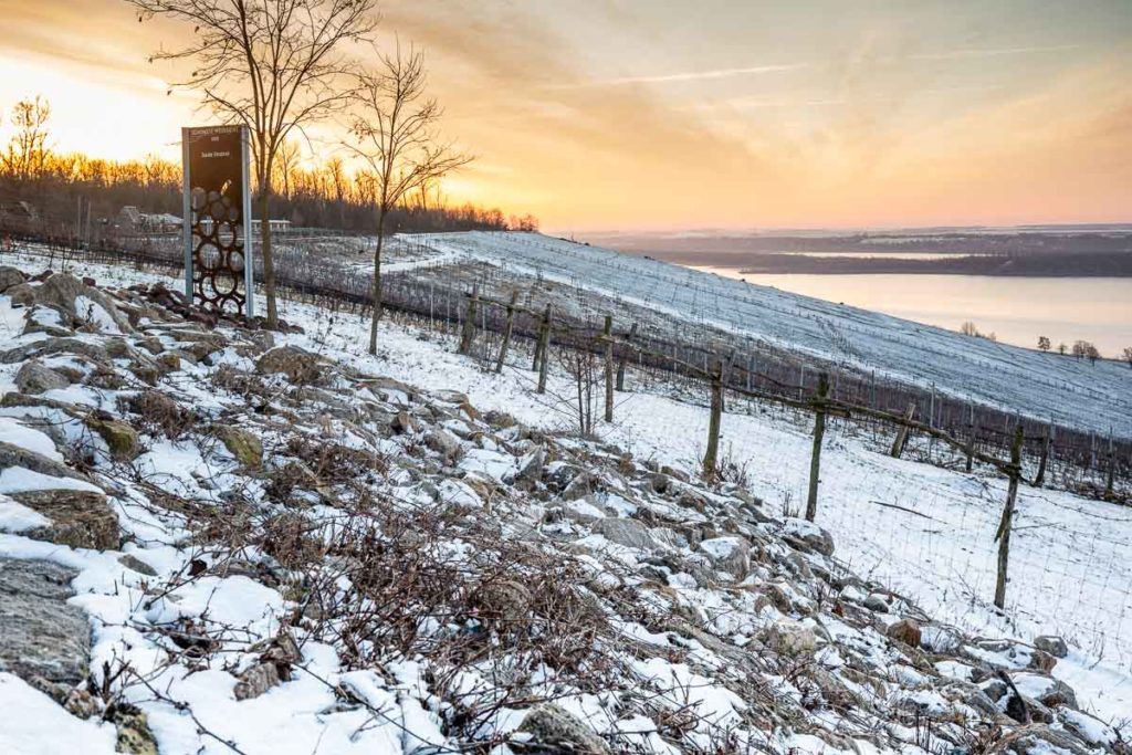 Sonnenaufgang auf dem Weinberg