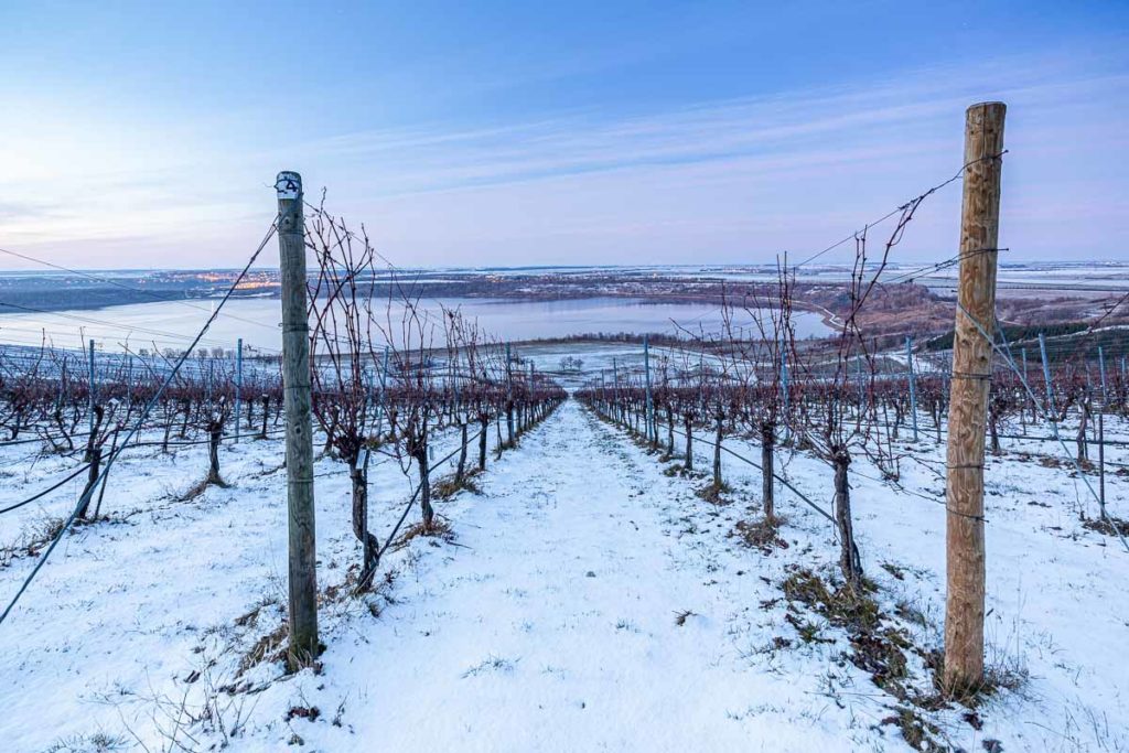 Weinberg zur blauen Stunde