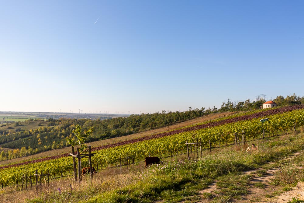 Blick auf den Weinberg mit Weinbergkapelle