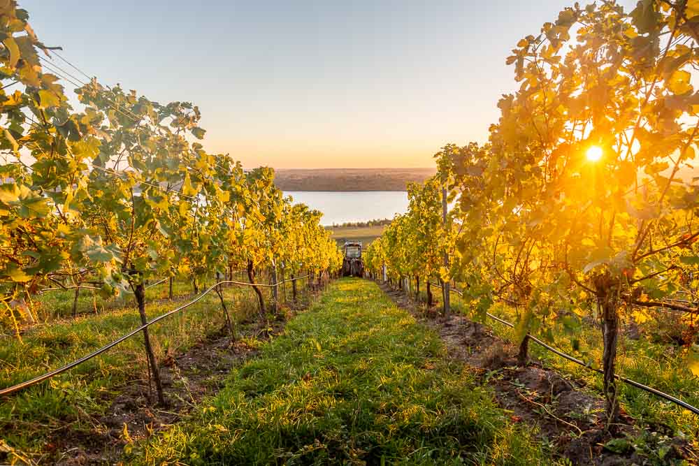 Traktor zwischen den Weinreben