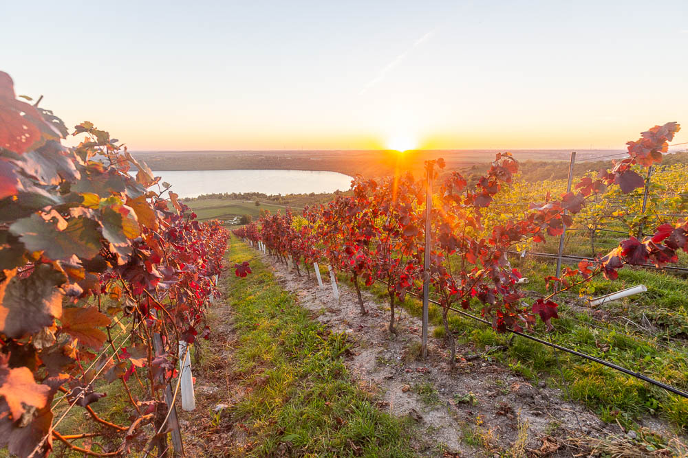 Weinberg Goldener Steiger im Herbst