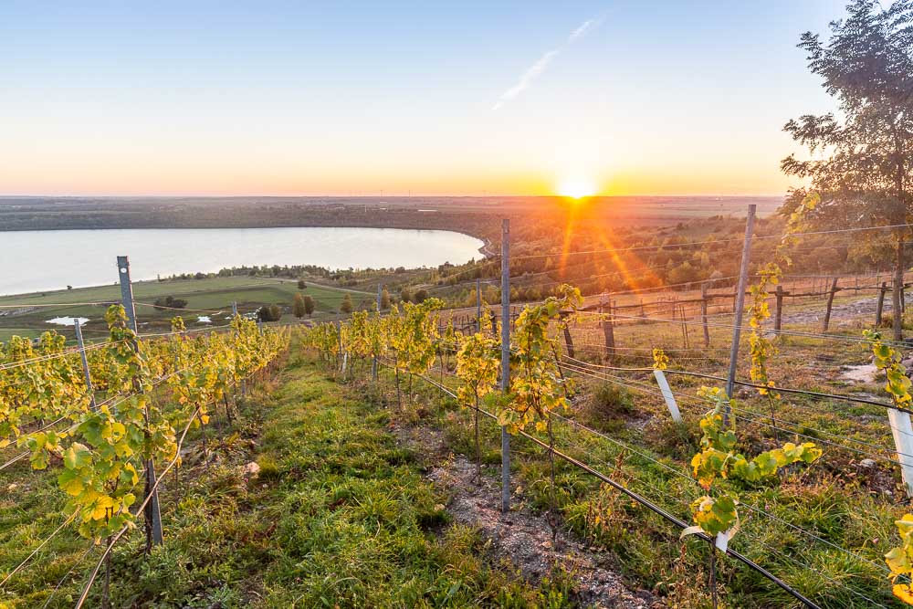 Weinberg zum Sonnenuntergang