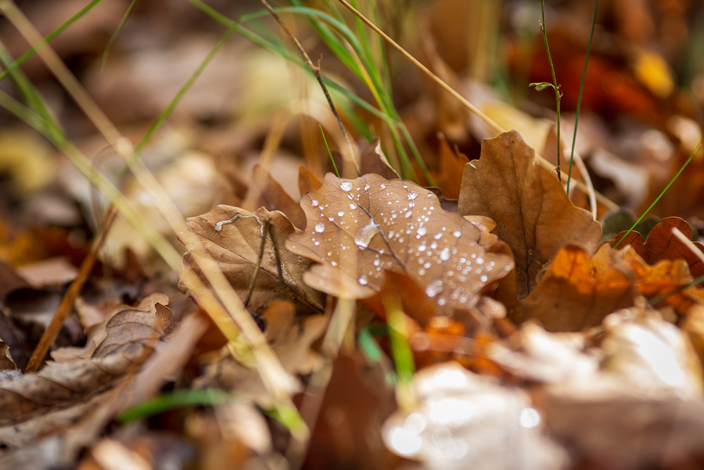Wassertropfen Laub