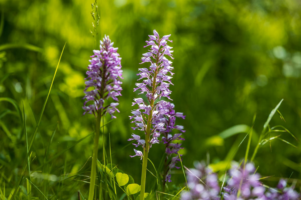Helm Knabenkraut Orchideenpfad
